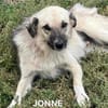 JONNE - Power auf 4 Pfoten