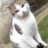 Verspielter Superschmuser - LUDWIG -