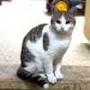 Verspielter Superschmuser - LUDWIG -