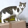 Verspielter Superschmuser - LUDWIG -