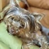 Schokonase Willow 77776 Bad Rippoldsau
