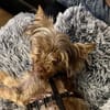 Schokonase Willow 77776 Bad Rippoldsau