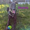 Bámbola lebensfrohe Galga 02/23 DE