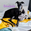 Bámbola lebensfrohe Galga 02/23 DE