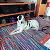 Jiji sanft, ruhig und liebevoll 7/23 DE