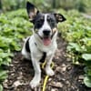 Snoopy - kleiner Spitzbub