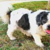 GANJI