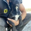 MINNIE (Union animal)