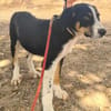 CARLOS (Maria)