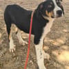 CARLOS (Maria)