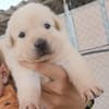 CHEESECAKE (union animal)