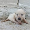 CHEESECAKE (union animal)