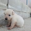 CHEESECAKE (union animal)