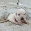 CHEESECAKE (union animal)