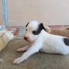 EDWARD (union animal)