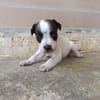 ERIK (union animal)