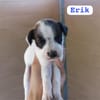 ERIK (union animal)