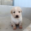 GALLETA (union animal)