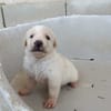 GALLETA (union animal)