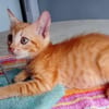 BOBBY-PIGGY, chaton mâle type européen