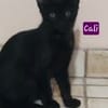 CALI