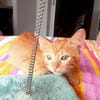 BOOGIE-BOO, chaton mâle type européen