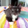 HUGGY-WUGGY, chaton mâle type européen