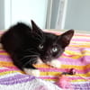 HUGGY-WUGGY, chaton mâle type européen