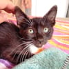 HUGGY-WUGGY, chaton mâle type européen