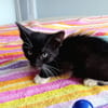 HUGGY-WUGGY, chaton mâle type européen