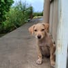 CUPCAKE, chiot mâle Berger Créole