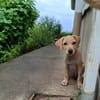 CUPCAKE, chiot mâle Berger Créole