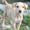 CUPCAKE, chiot mâle Berger Créole