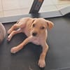 CUPCAKE, chiot mâle Berger Créole