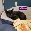 WHISPER