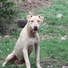 PHOENIX Croisée Labrador Femelle junior