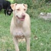 PHOENIX Croisée Labrador Femelle junior