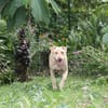 PHOENIX Croisée Labrador Femelle junior