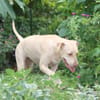 PHOENIX Croisée Labrador Femelle junior