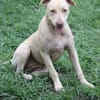 PHOENIX Croisée Labrador Femelle junior