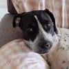 BILLIE Femelle Croisée Épagneul