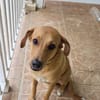CHOUPY, Mâle berger créole junior