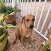 CHOUPY, Mâle berger créole junior