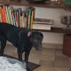 HIERROS Mâle junior Berger Créole