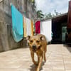 LULA Berger Créole femelle adulte