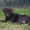 EASTER chiot Berger Créole mâle