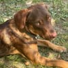 TOFFEE, Mâle junior Berger Créole