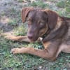 TOFFEE, Mâle junior Berger Créole