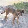 TOFFEE, Mâle junior Berger Créole
