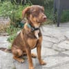 TOFFEE, Mâle junior Berger Créole